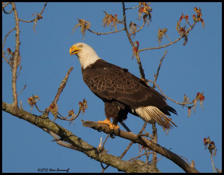 _2SB5821 american bald eagle.jpg